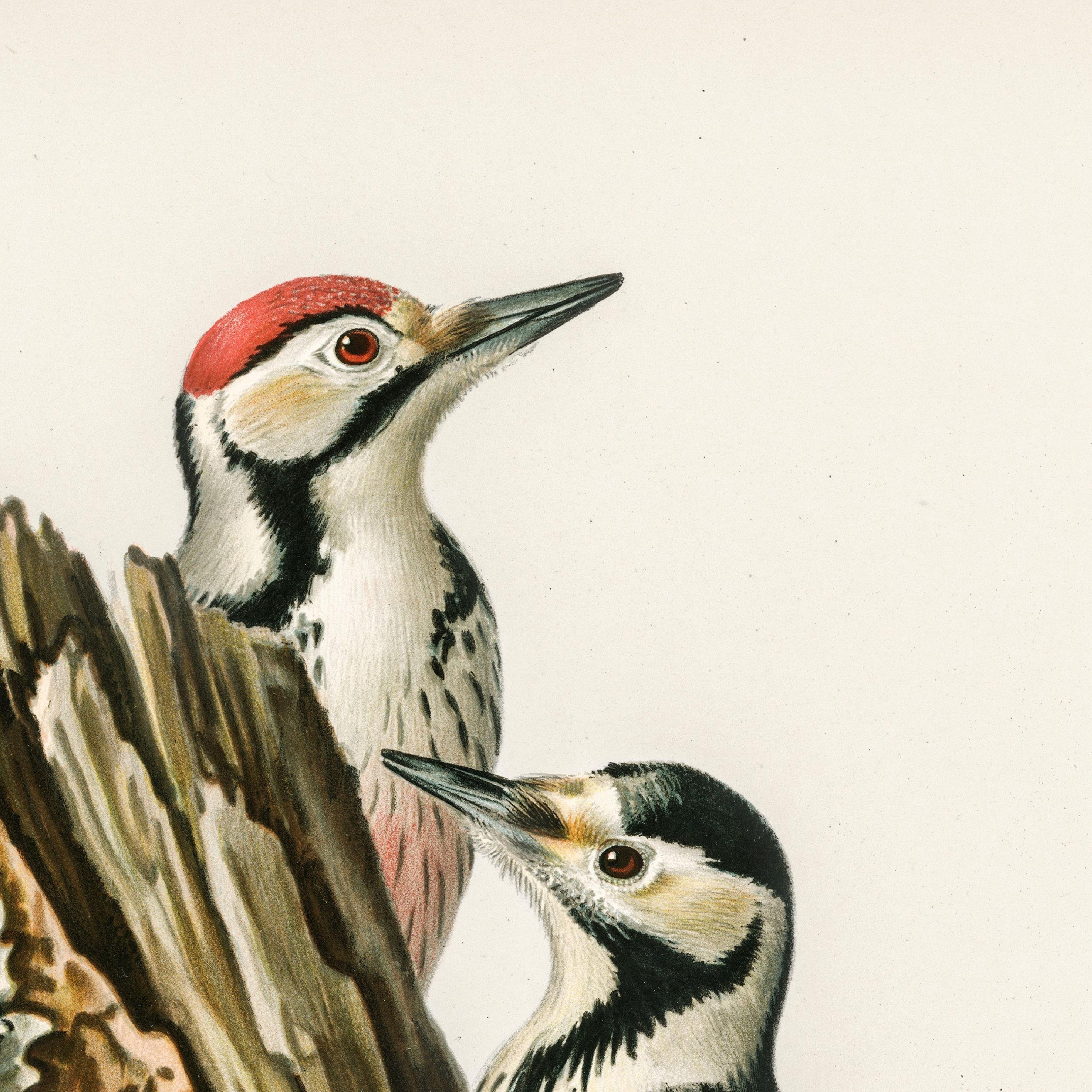 Song Of The Blackbird