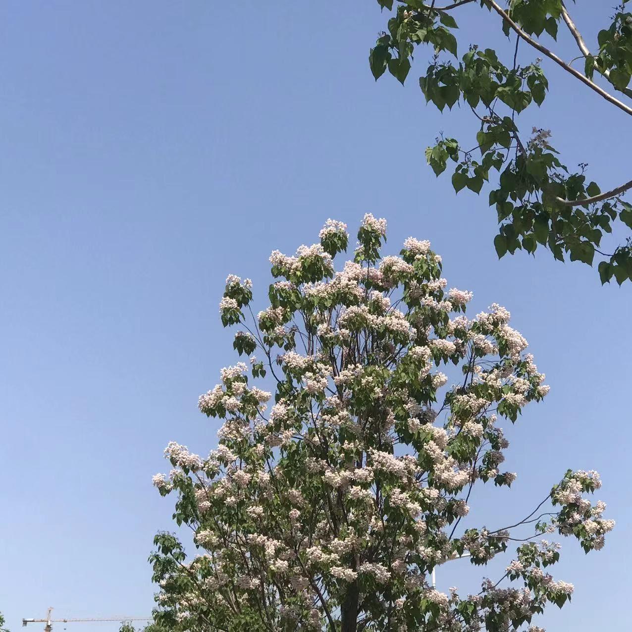 黑白彩虹封面