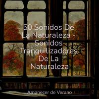 50 Sonidos De La Naturaleza - Sonidos Tranquilizadores De La Naturaleza