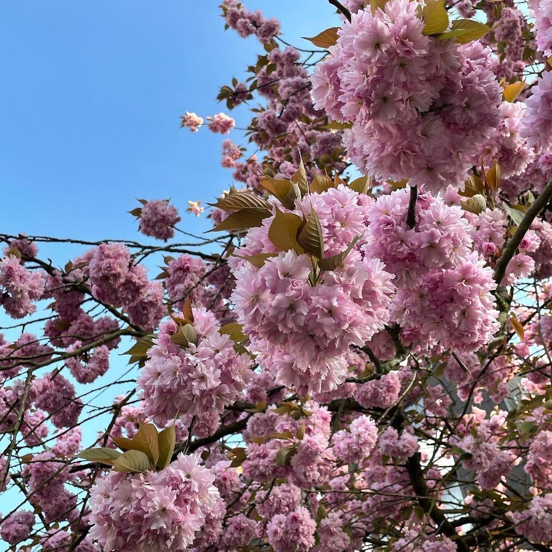 Alexandra Stan-All My People（如来 remix）