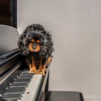 Tranquil Keys of Piano Relaxation: Harmonic Dog Serenity