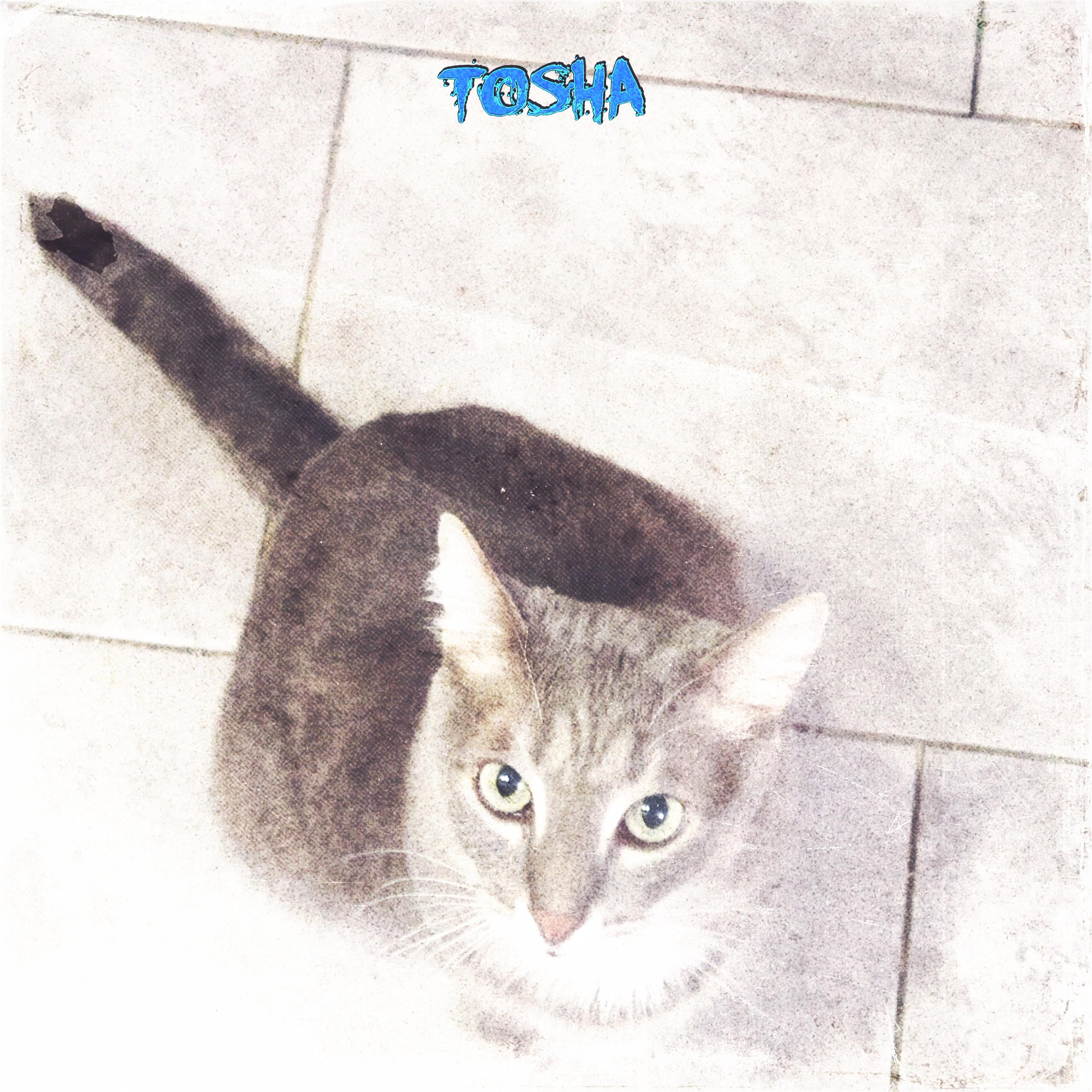 Tosha