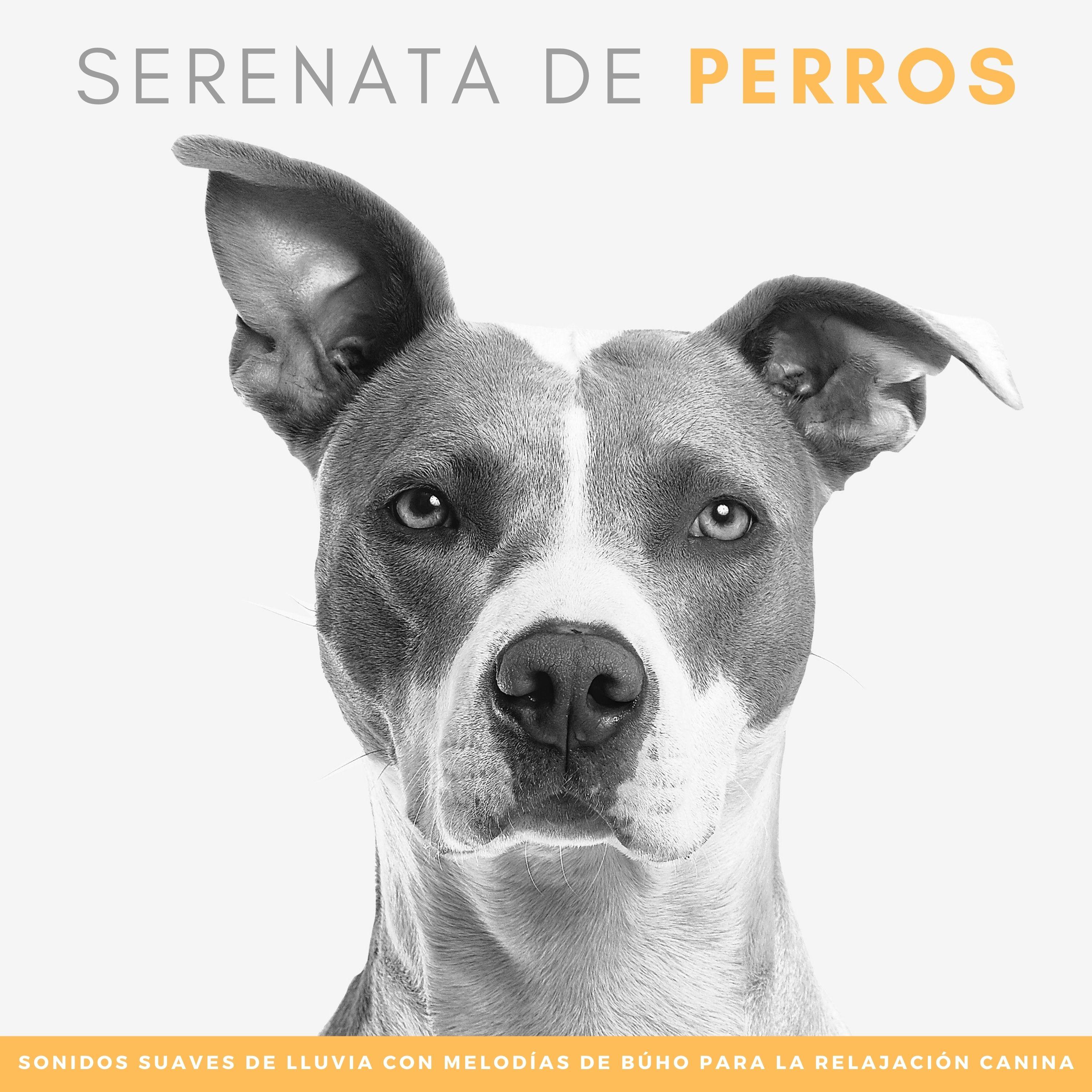 Aria Del Búho_Sonidos de lluvia tranquila_Serenata De Perros: Sonidos Suaves De Lluvia Con Melodías De Búho Para La Relajación Canina | 在线播放_Aria Del Búho歌词_Aria Del Búho下载 | 网易云音乐