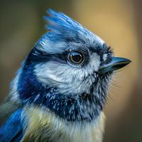 Binaural Birds: Relaxation Sounds from Nature