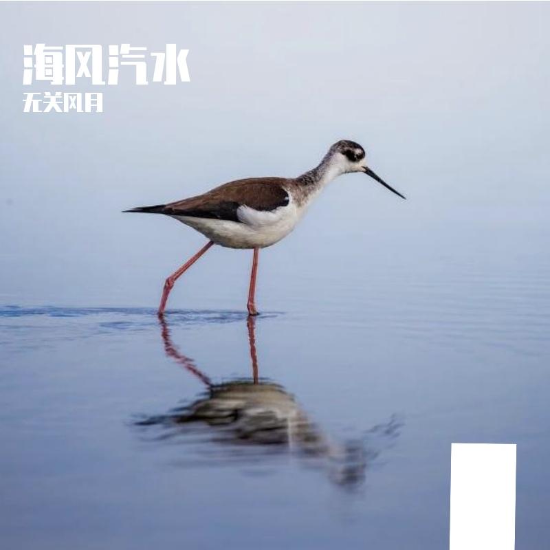收藏 - 无关风月封面