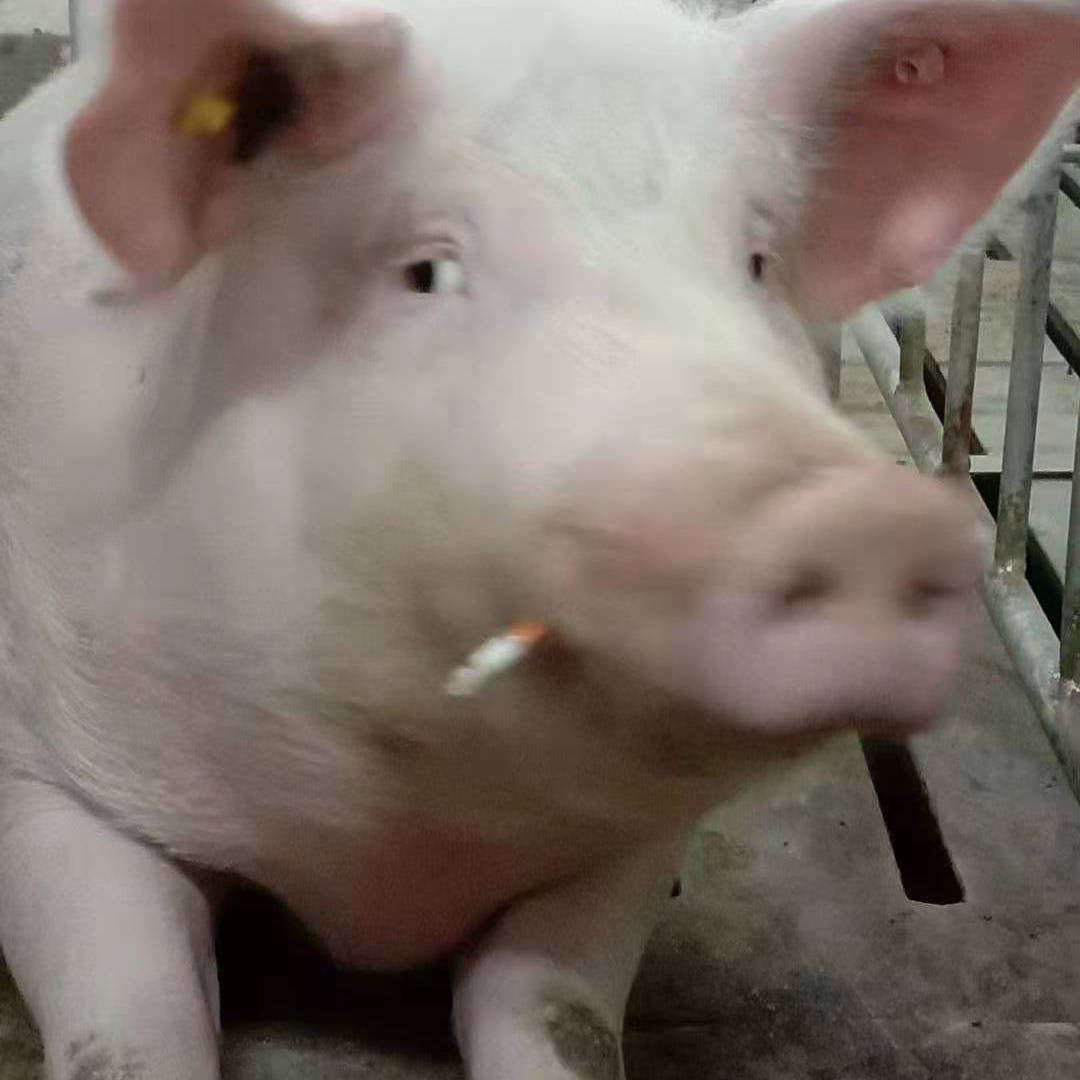 诺言封面