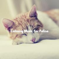 Calming Music For Feline