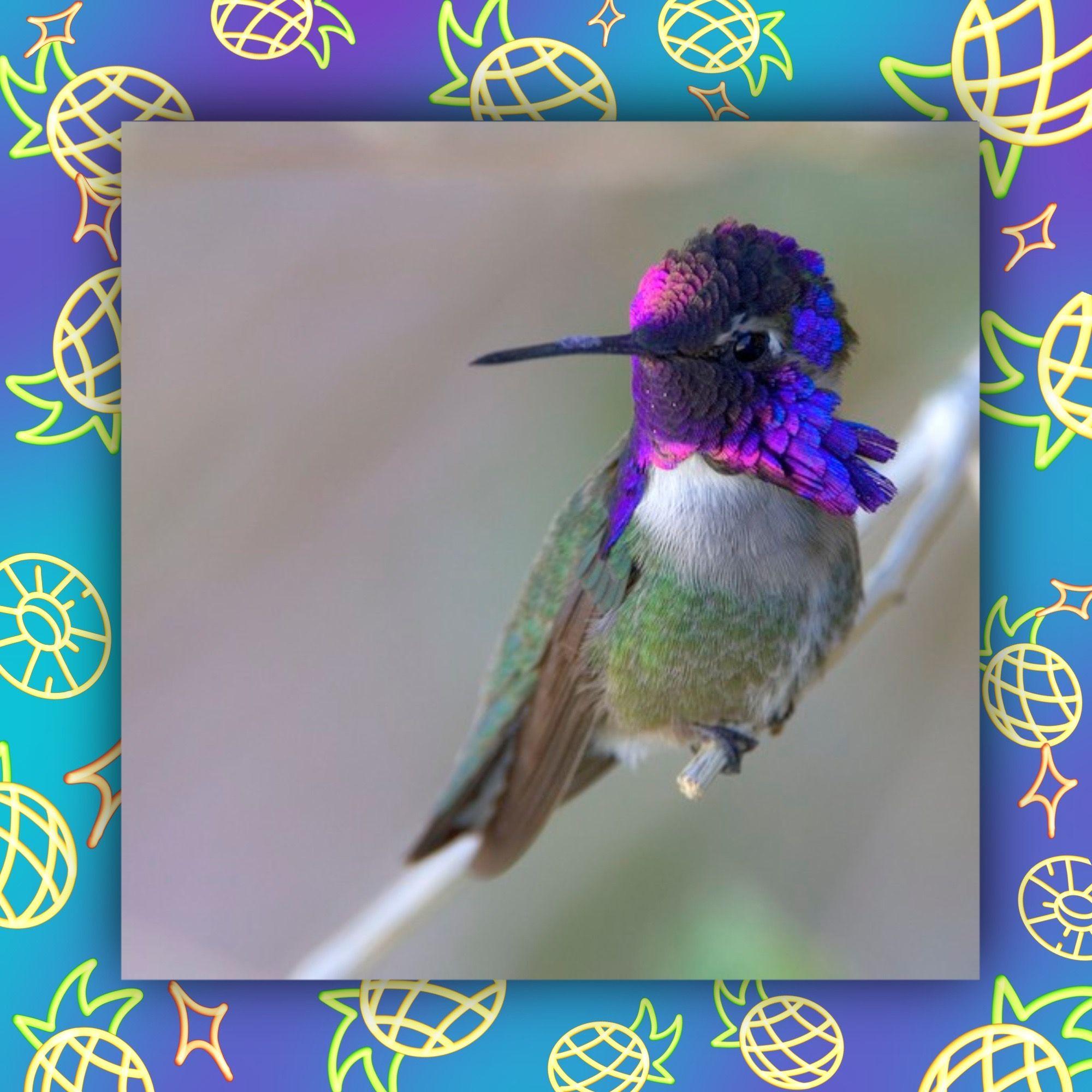 万妮达 Type Beat "Humming Brid"