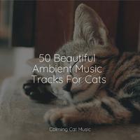 50 Beautiful Ambient Music Tracks For Cats