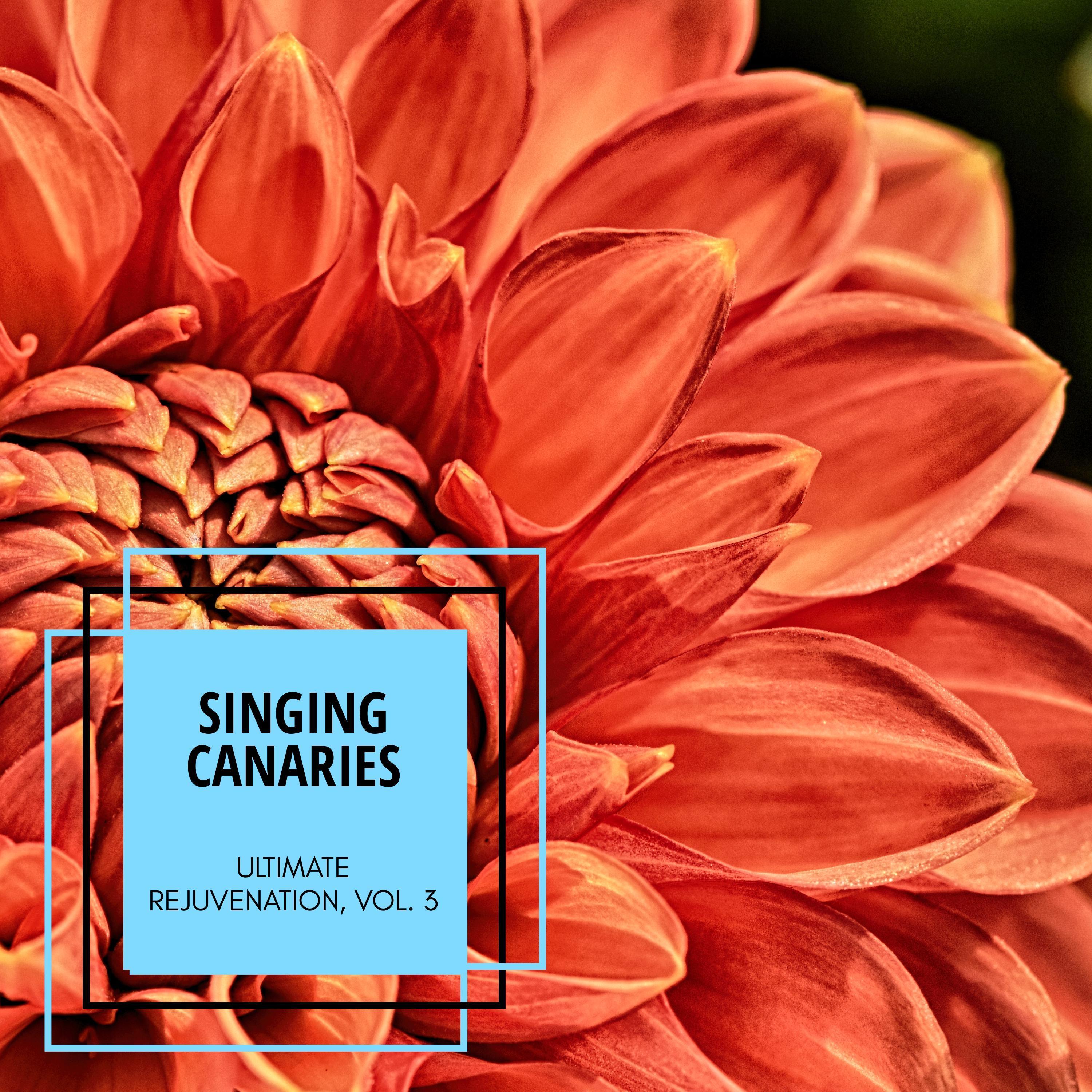 Sweet Melody Of Birds