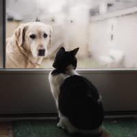 Lofi Pet Oasis: Elevating Harmony with Your Animal Companions