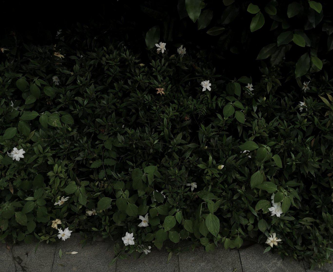 郭楚菲