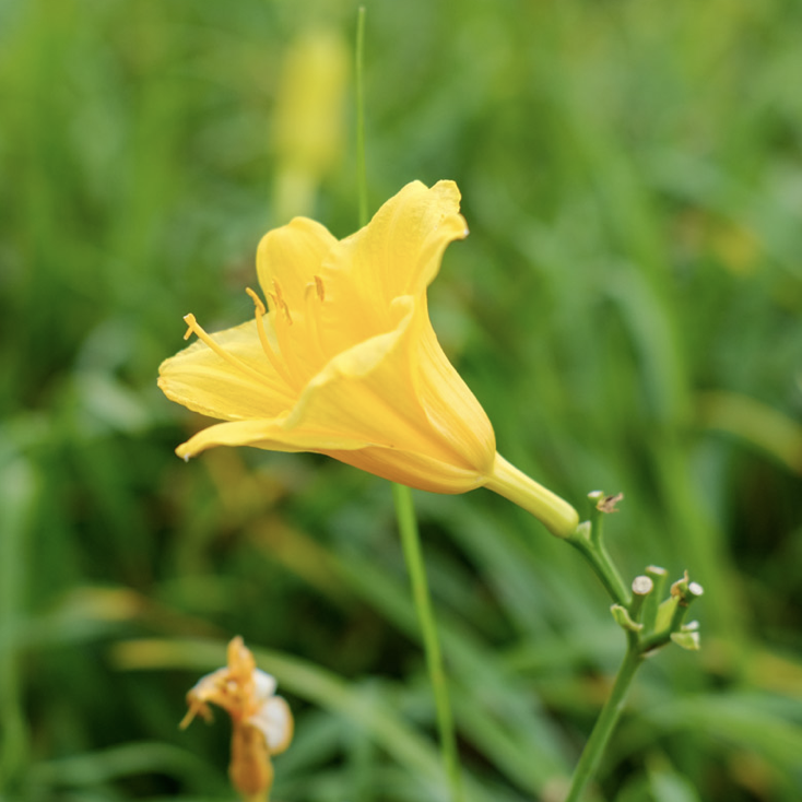 萱草花(合唱版) 伴奏版封面