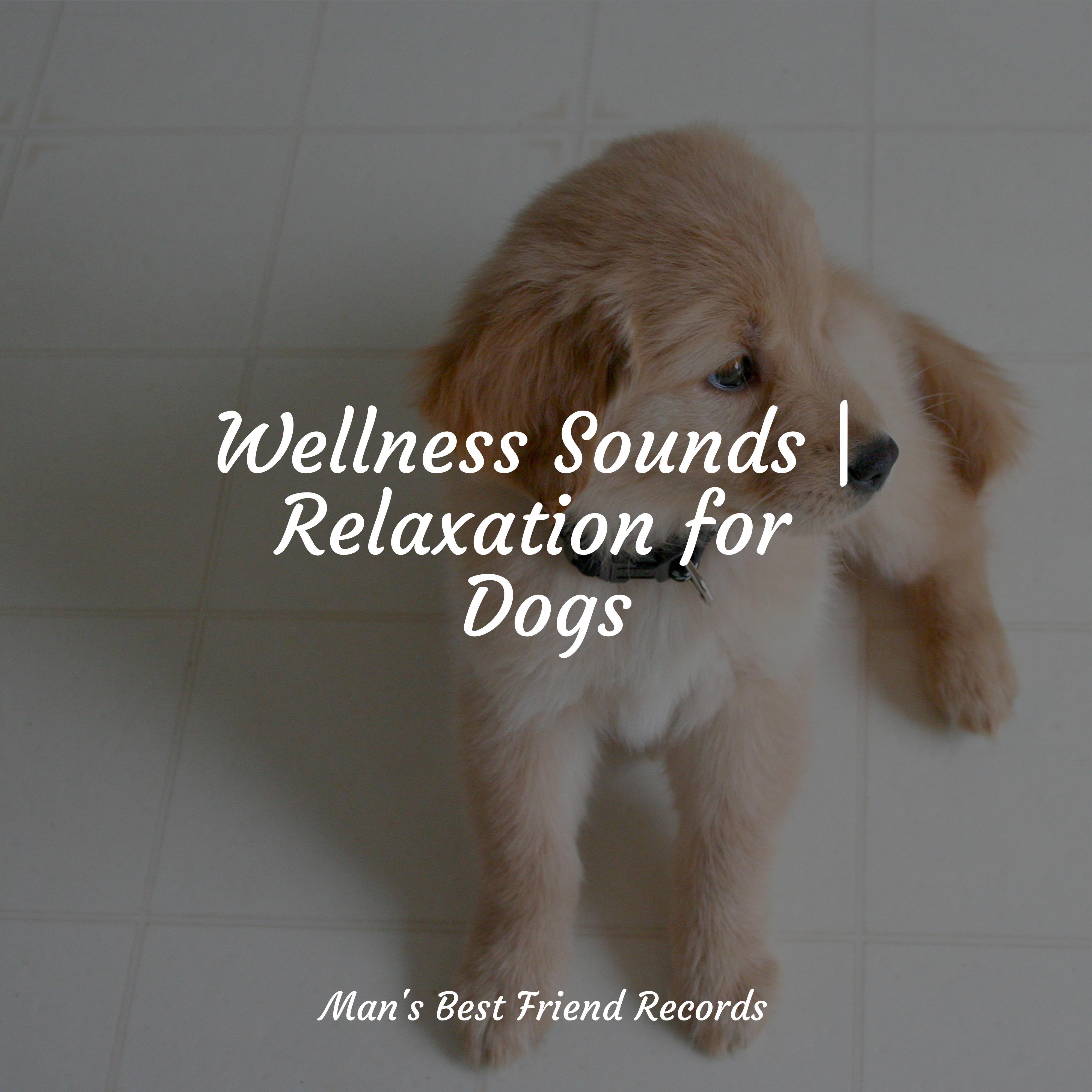 Gentle Sleep Calming Music for Dogs/Music For Dogs Peace/Official Pet