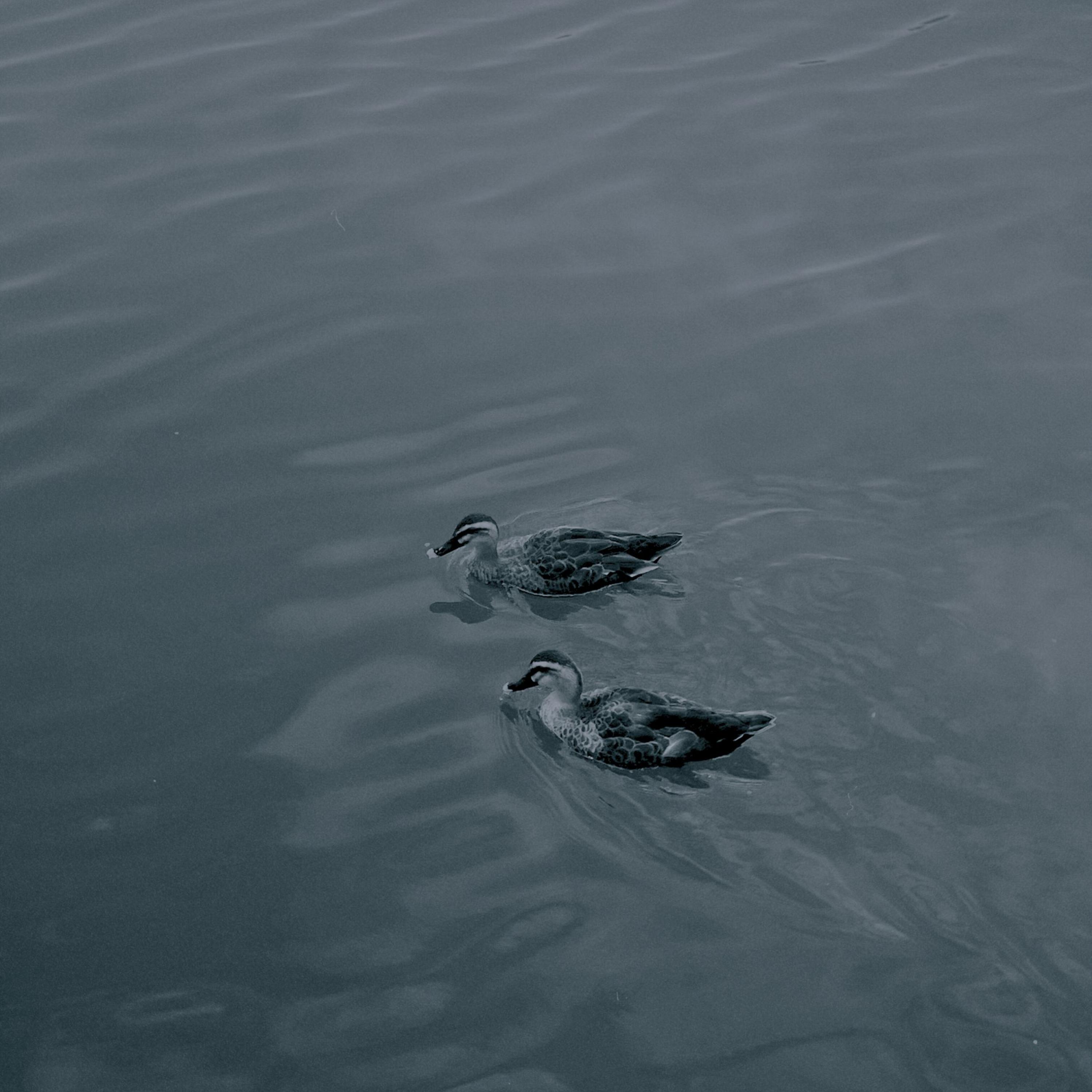 沉默的波莎露娃