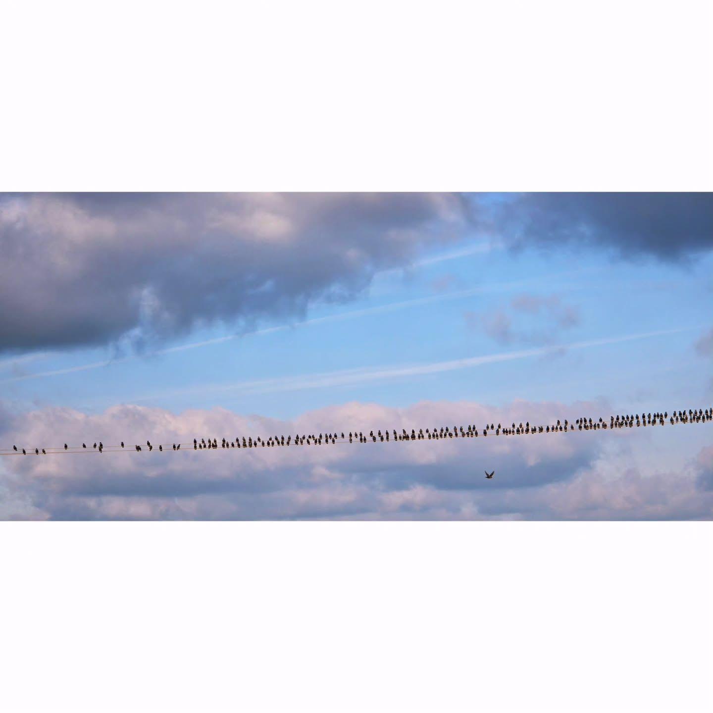 I LOVE YOU/BIRDS OF A FEATHER