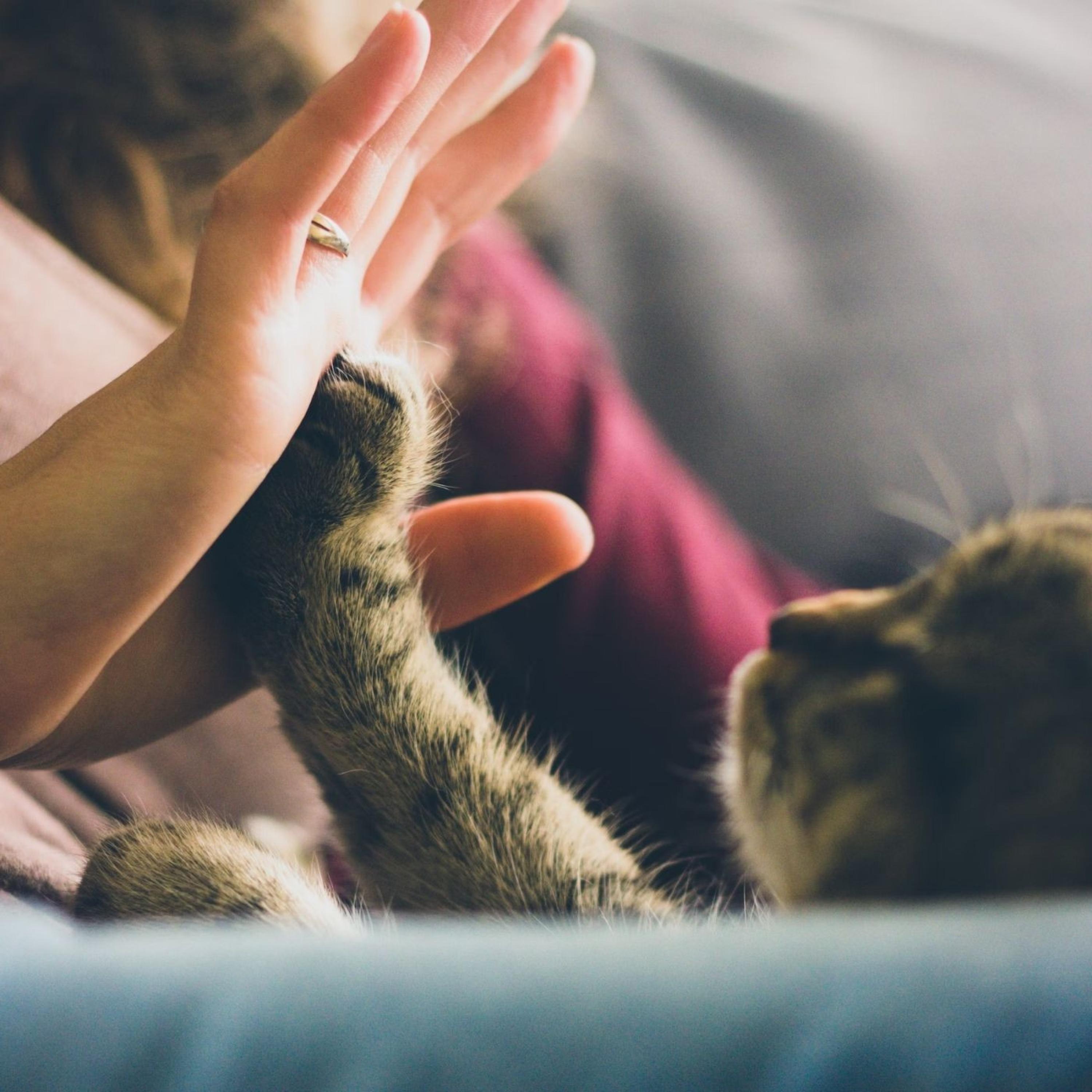 Serene Symphony for a Peaceful Cat
