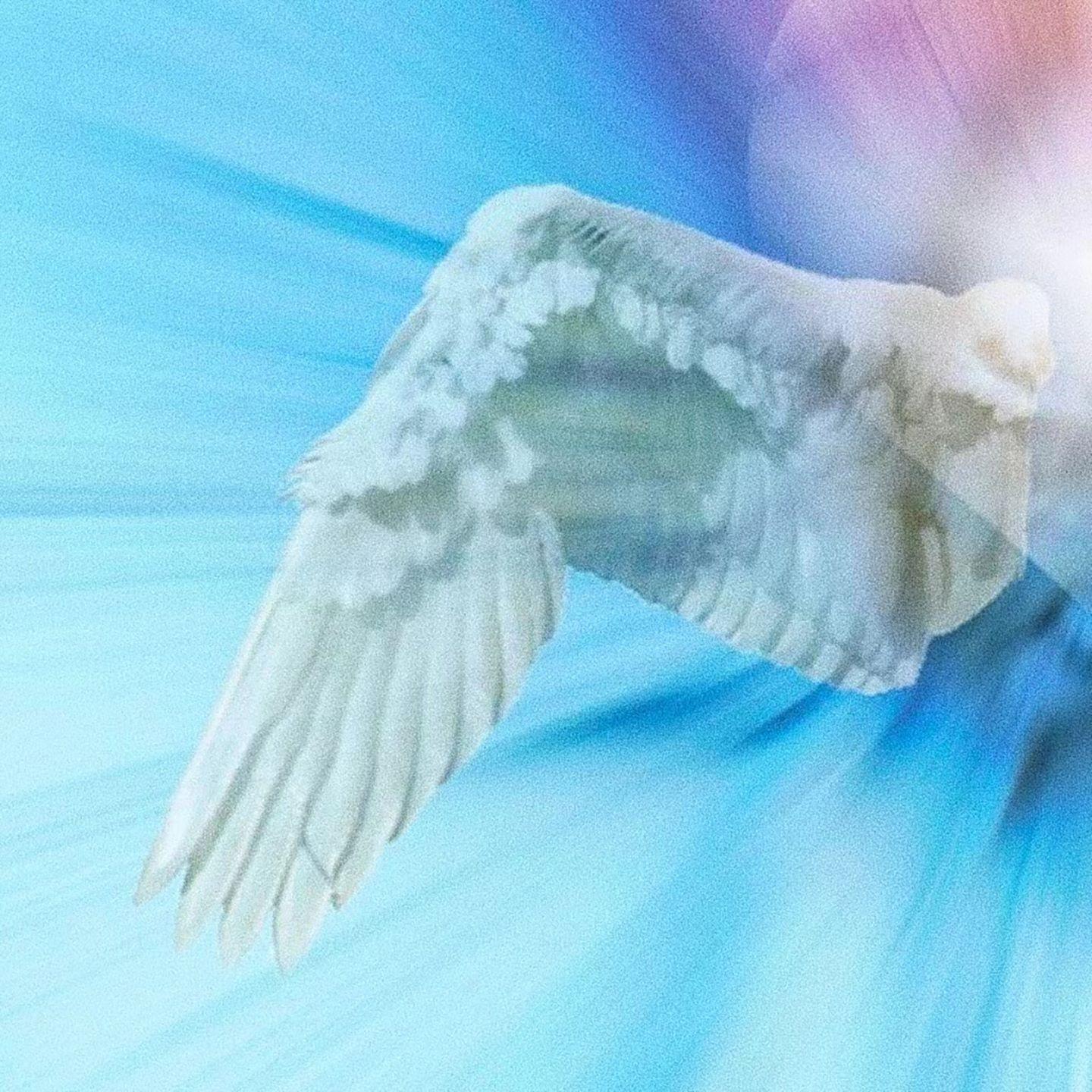 火玫瑰封面