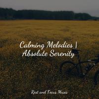 Calming Melodies | Absolute Serenity