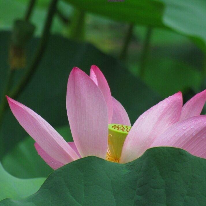 爱莲说_平纱落雁音乐团队_爱莲说 | 在线播放_爱莲说歌词_爱莲说下载 | 网易云音乐