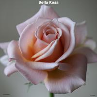 Bella Rosa