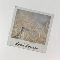 Road Runner