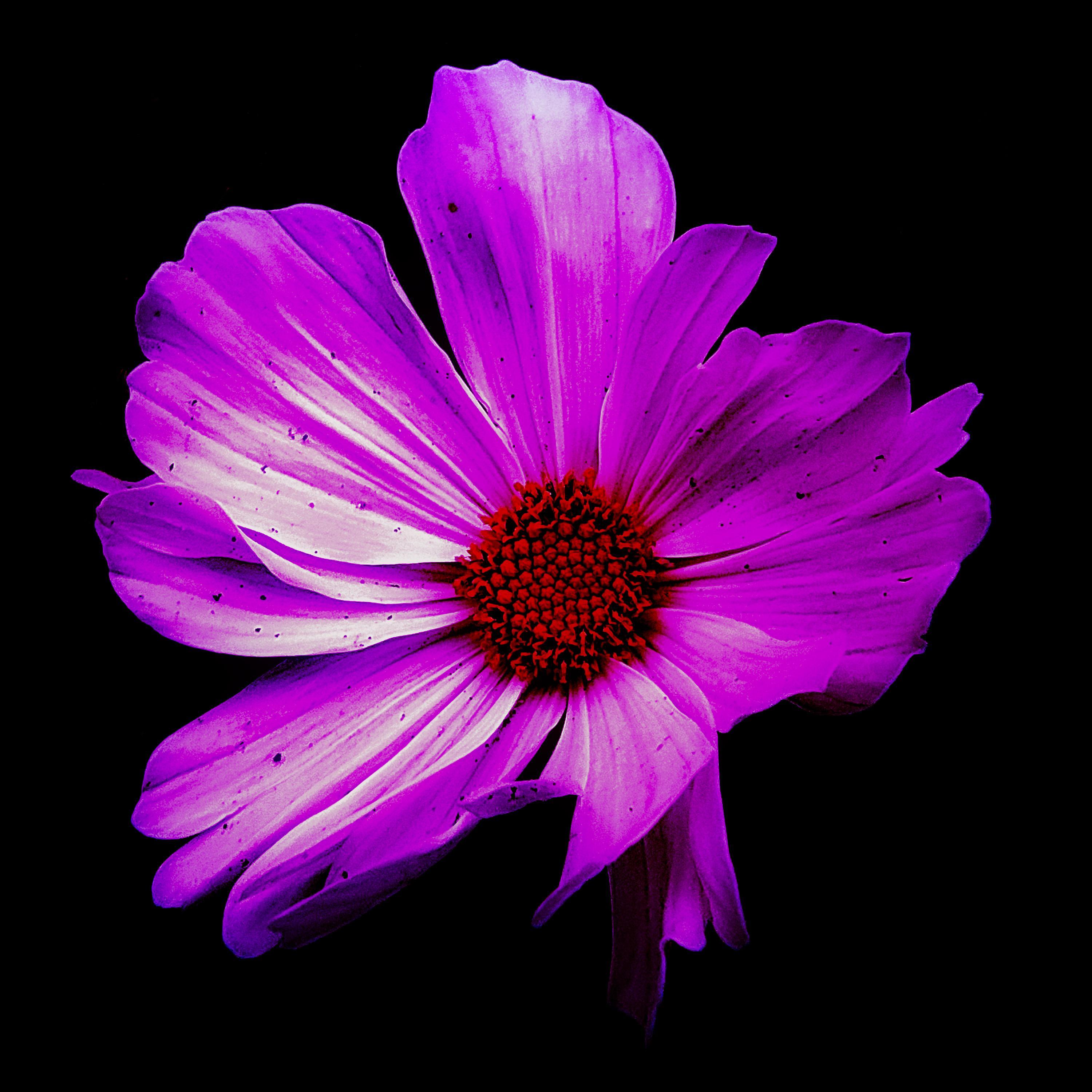 Schwach (feat. Barbie Mak & CapsCtrl)