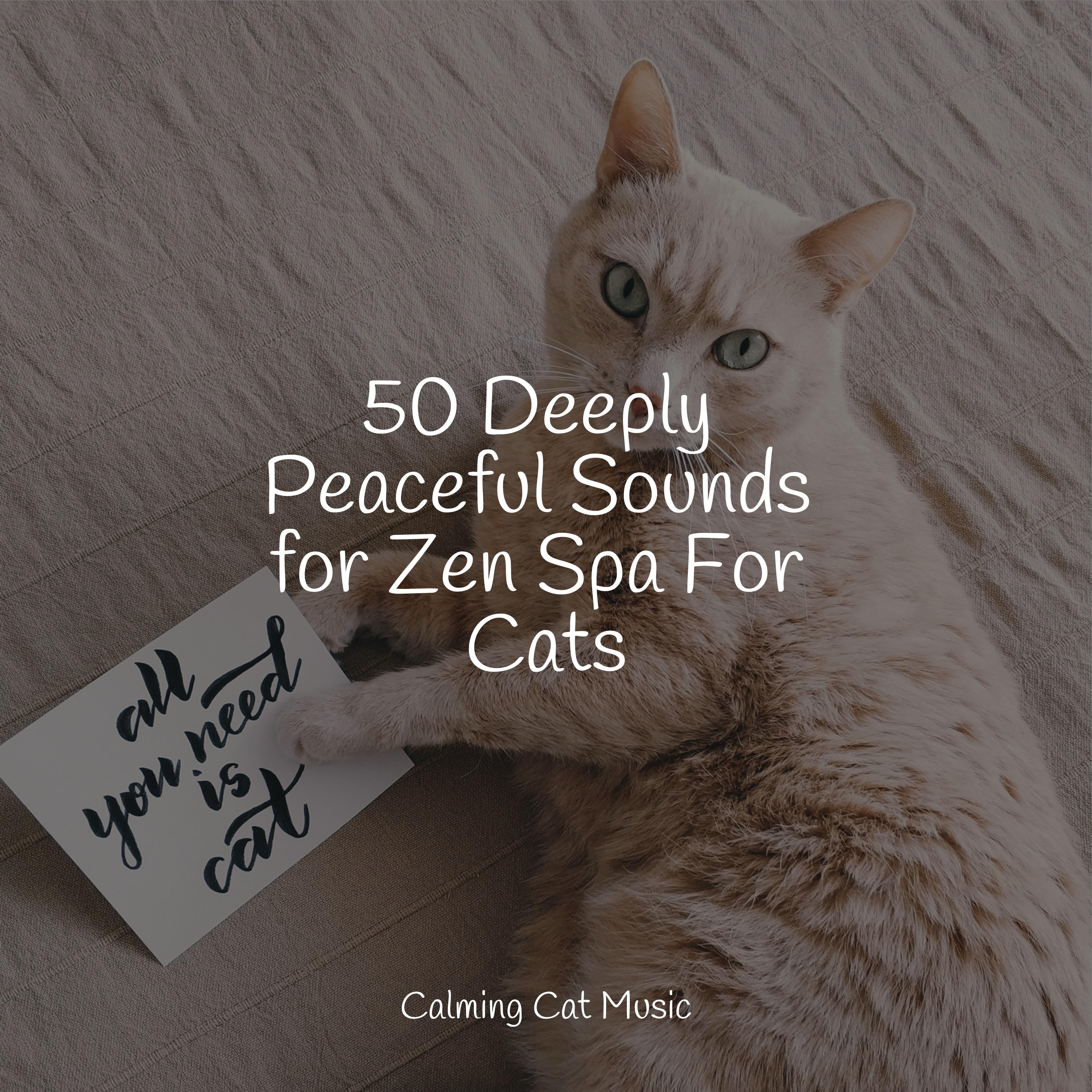 Cat Music For Improving Cat Behavior photo