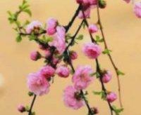 兰兰资料,兰兰最新歌曲,兰兰MV视频,兰兰音乐专辑,兰兰好听的歌