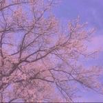 纯的music