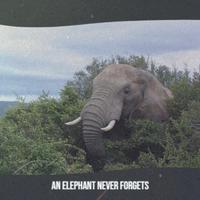 An Elephant Never Forgets