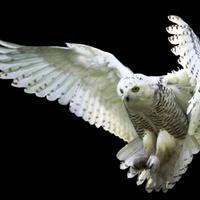 Quicksilver Night