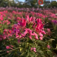 一只千纸鹤 - 繁华街巷拥挤的人潮