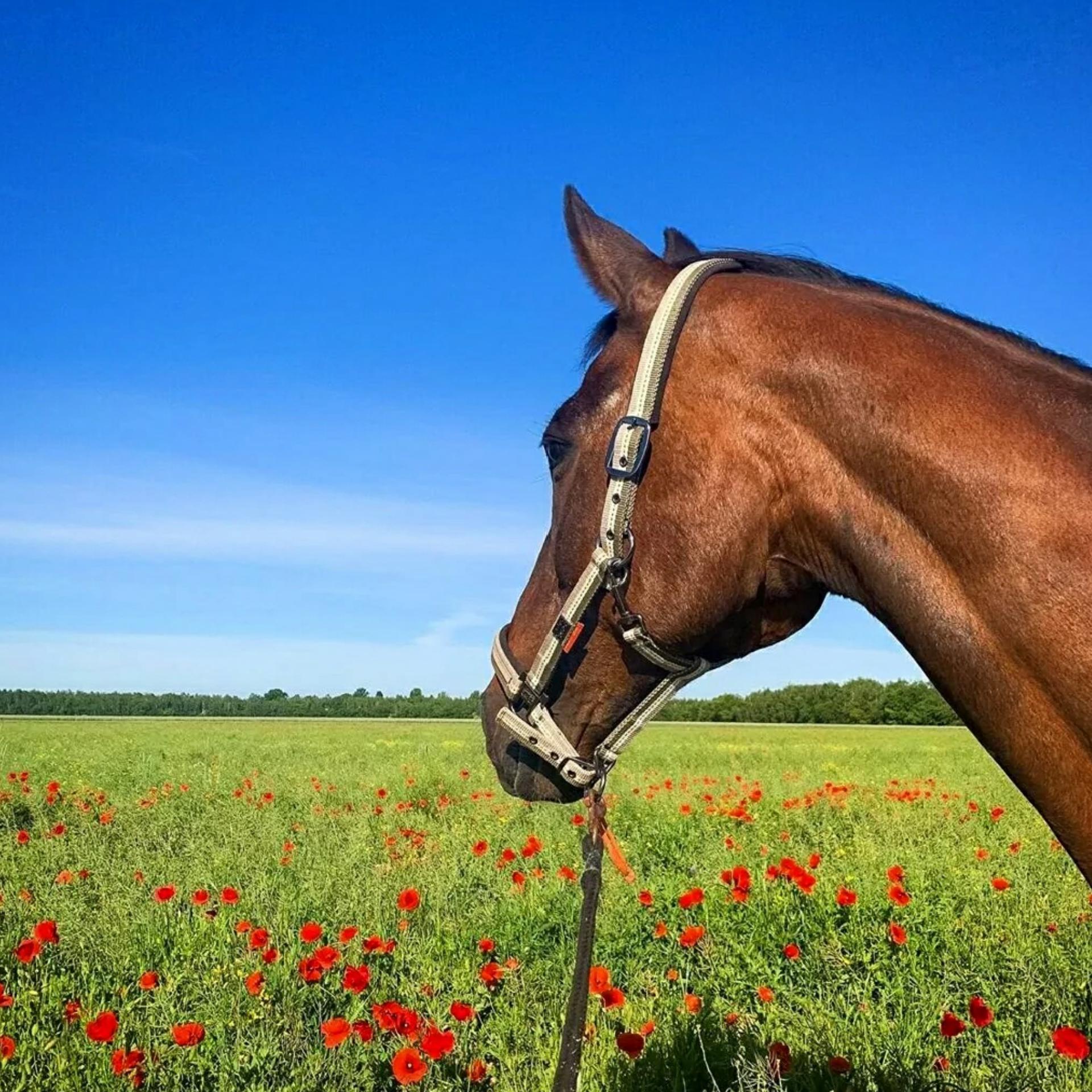 Don Diablo feat. Sandé & Mane(DJ AlexM Remix）