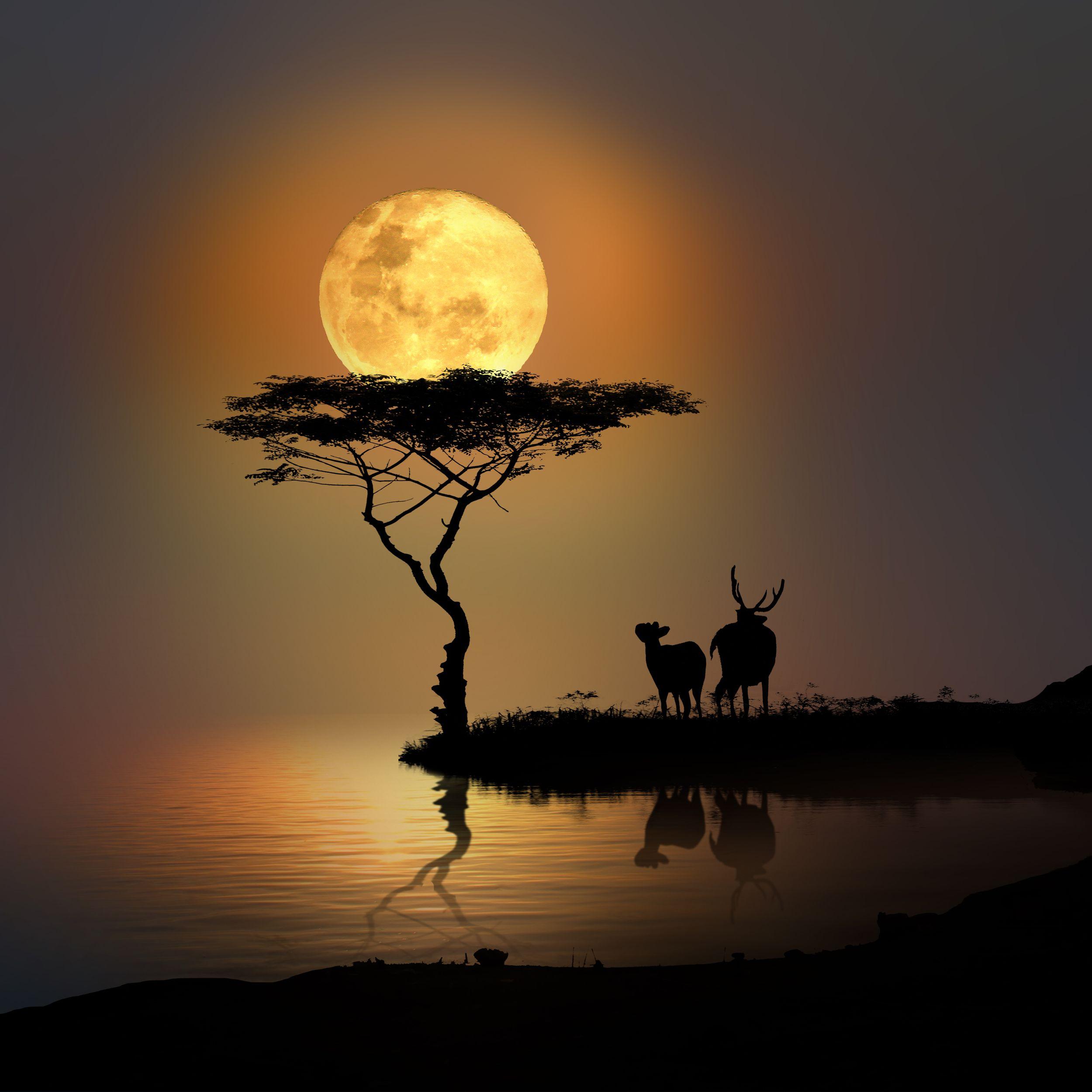 那不是我的月亮