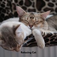 Relaxing Cat