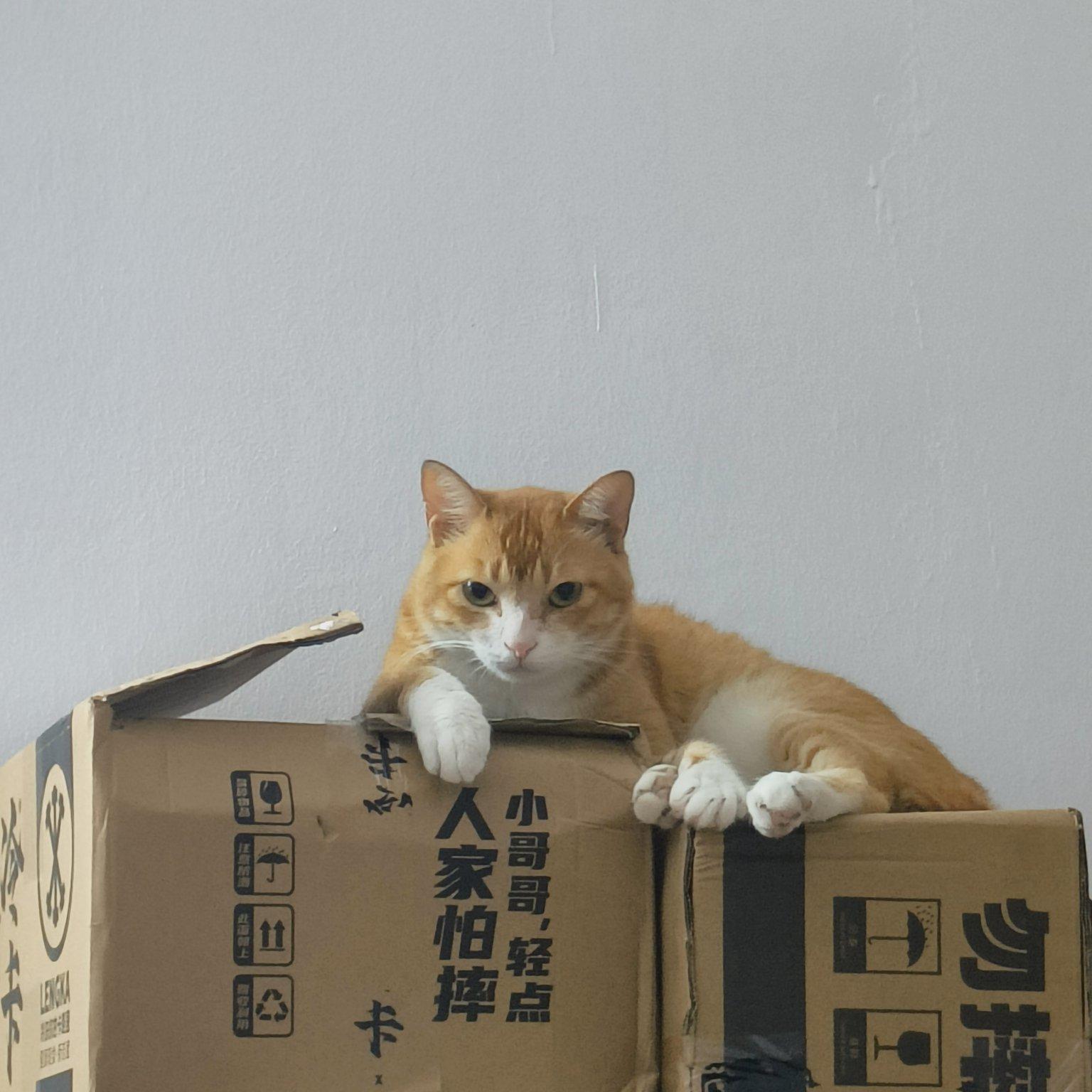 暗夜精灵封面