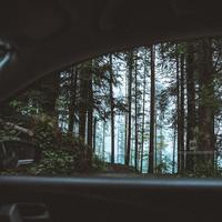 Relaxing Rain in the Forest