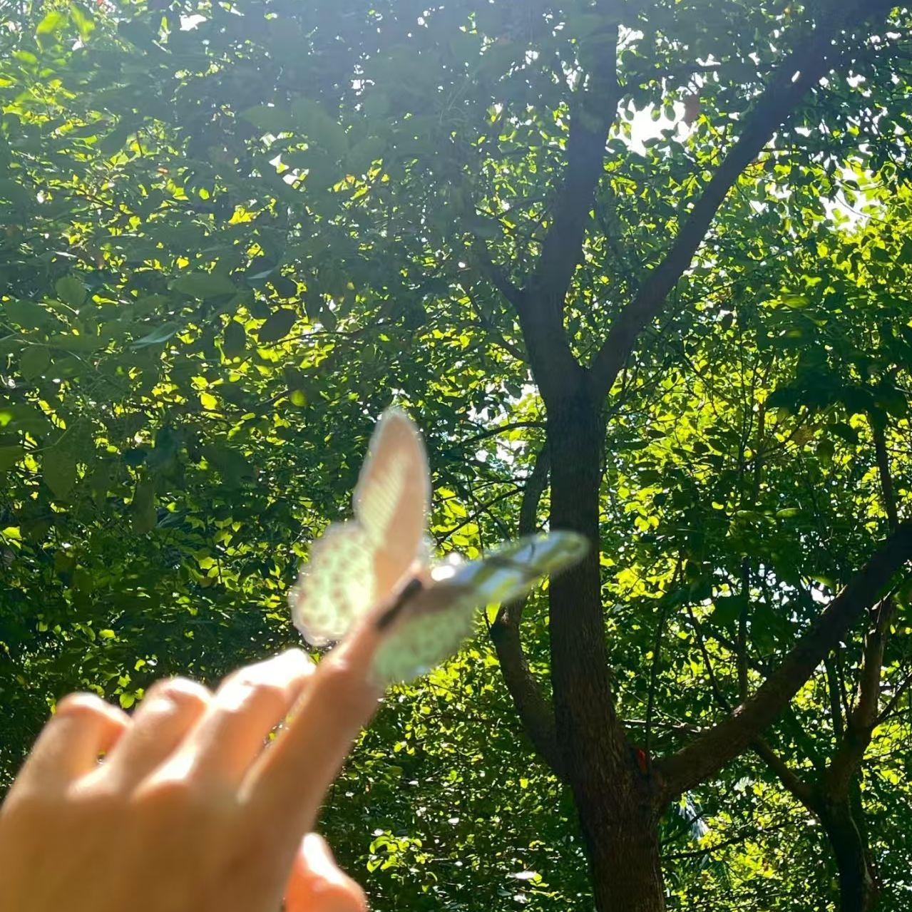 星落逐梦封面