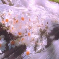 星荷Meow资料,星荷Meow最新歌曲,星荷MeowMV视频,星荷Meow音乐专辑,星荷Meow好听的歌