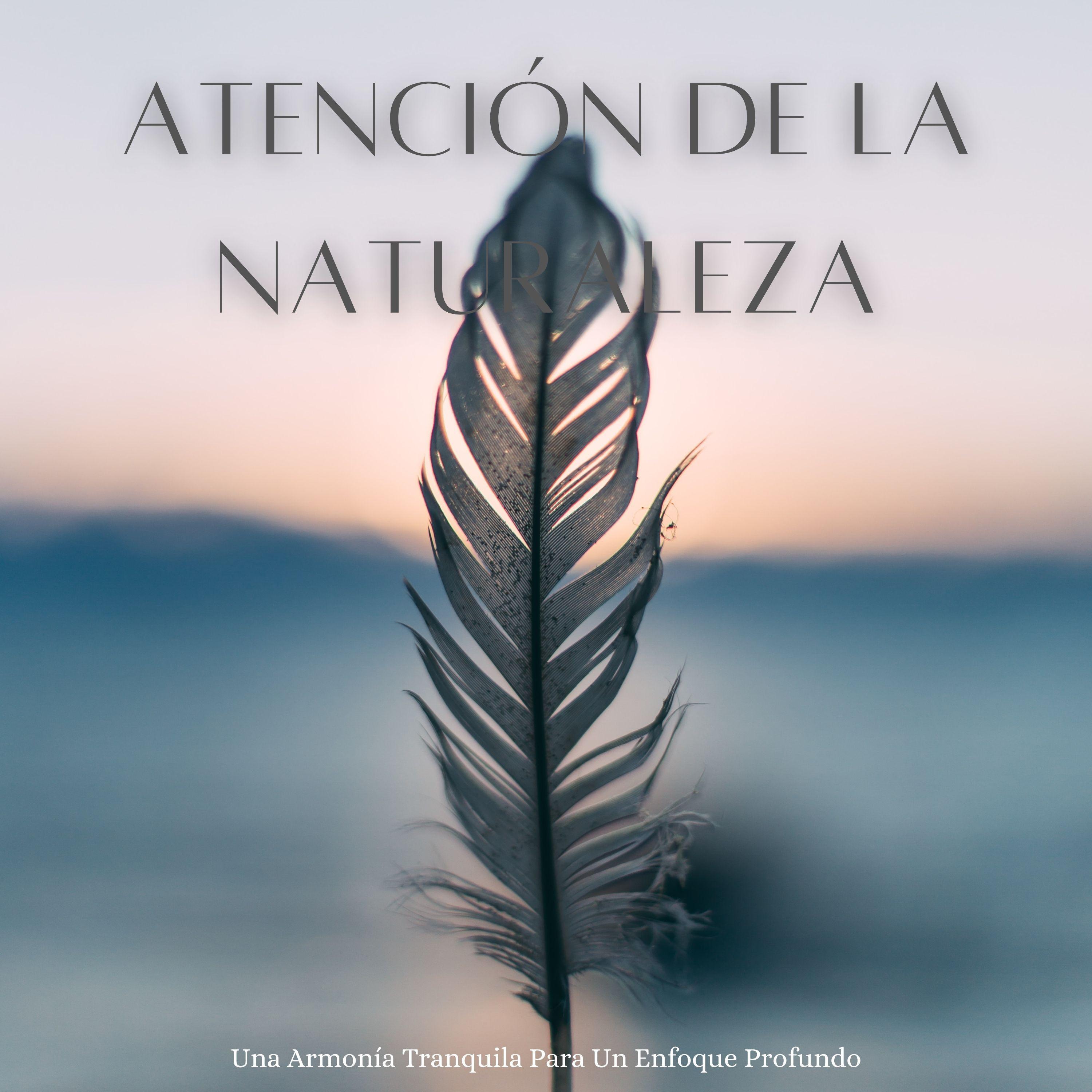 Sonido De La Naturaleza Abrazan_Naturalis_Atención De La Naturaleza: Una Armonía Tranquila Para Un Enfoque Profundo | 在线播放_Sonido De La Naturaleza Abrazan歌词_Sonido De La Naturaleza Abrazan下载 | 网易云音乐