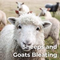 Sheeps and Goats Bleating