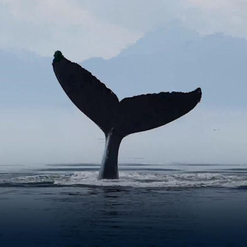 依然（翻自 Julia Wu）