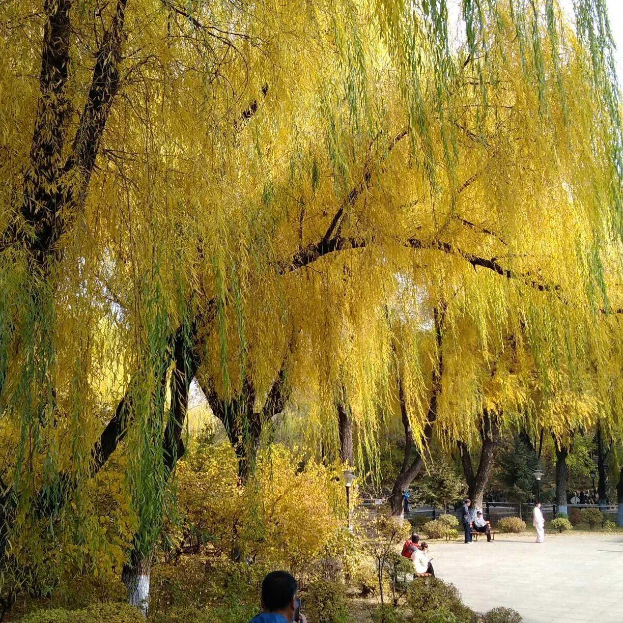 柳成荫封面