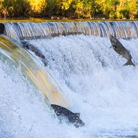 逆流老鱼资料,逆流老鱼最新歌曲,逆流老鱼MV视频,逆流老鱼音乐专辑,逆流老鱼好听的歌