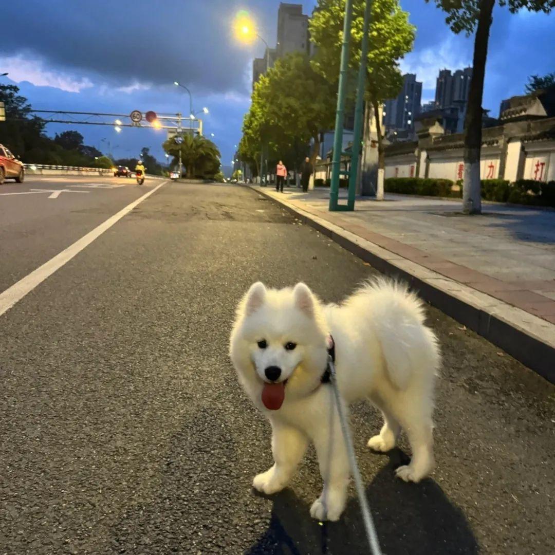 落日晚风封面