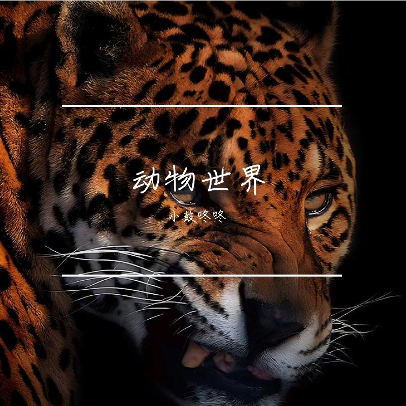 动物世界（Cover 薛之谦）封面