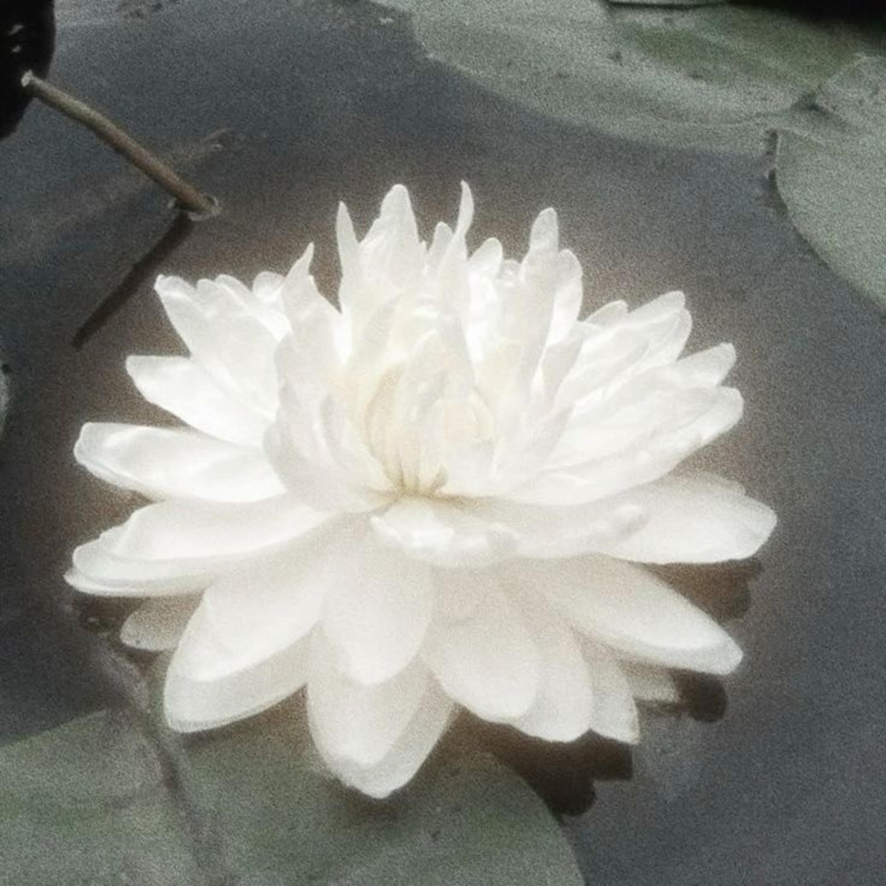 A Water Lily
