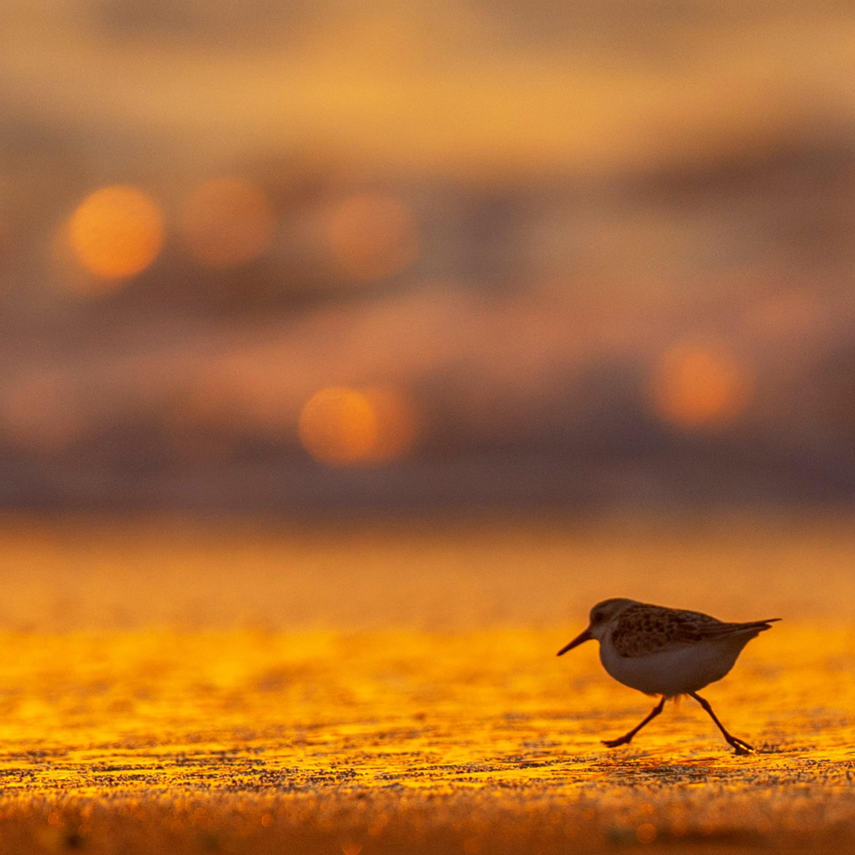 Yo Soy Maria (From 'Maria de Buenos Aires')