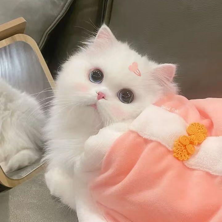 雾隐林封面